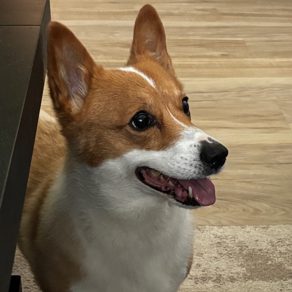 Meet your Posher, Elyza - Picture 1 of 1